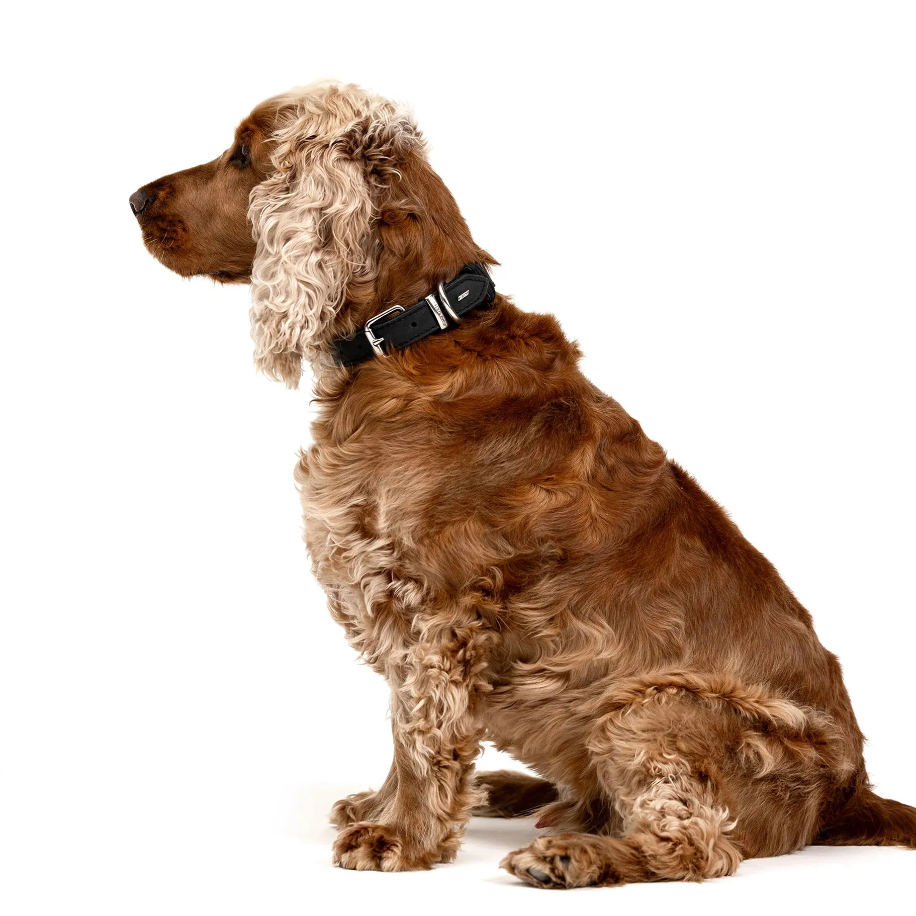 EzyDog Oxford Leather Dog Collar Blonde and Lilac Small